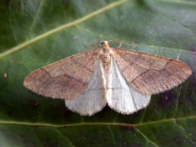 Dotted border (Agriopis marginaria) Kenneth Noble